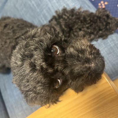 まゆぴ